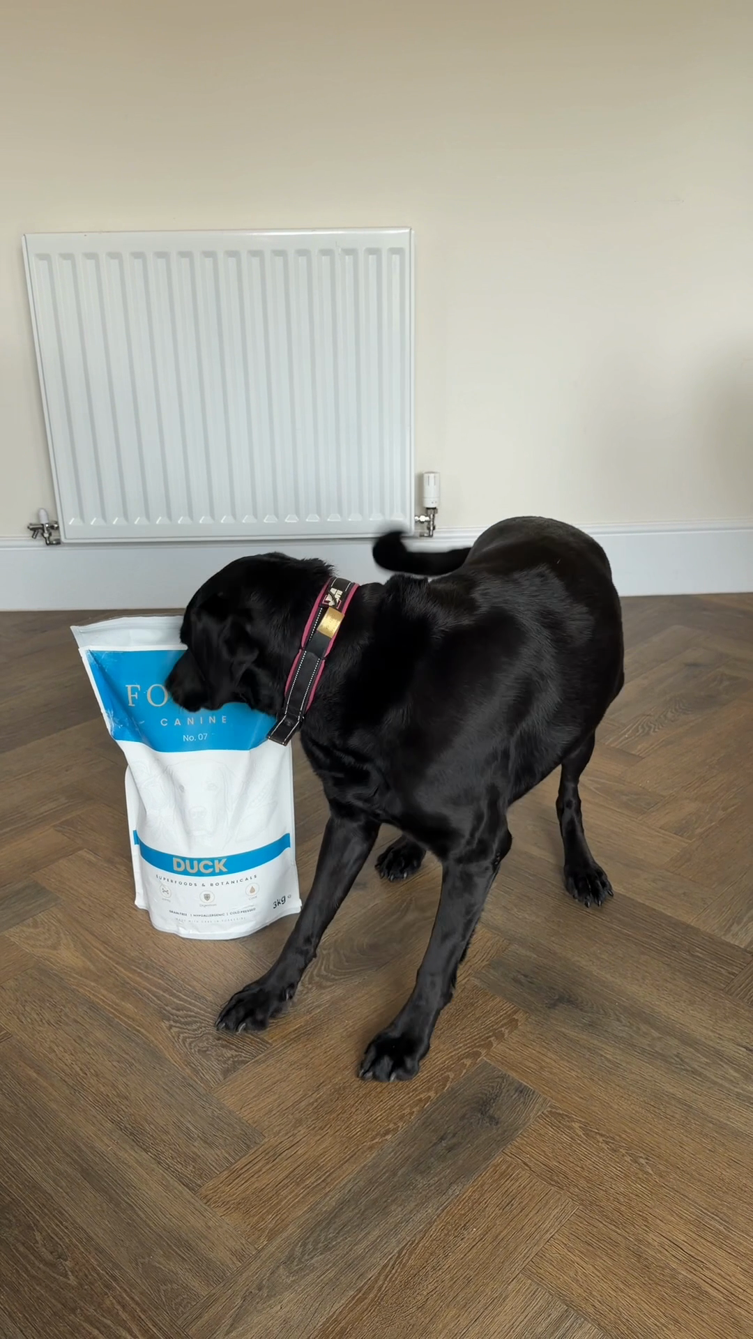 Dog with Fortis cold-pressed food