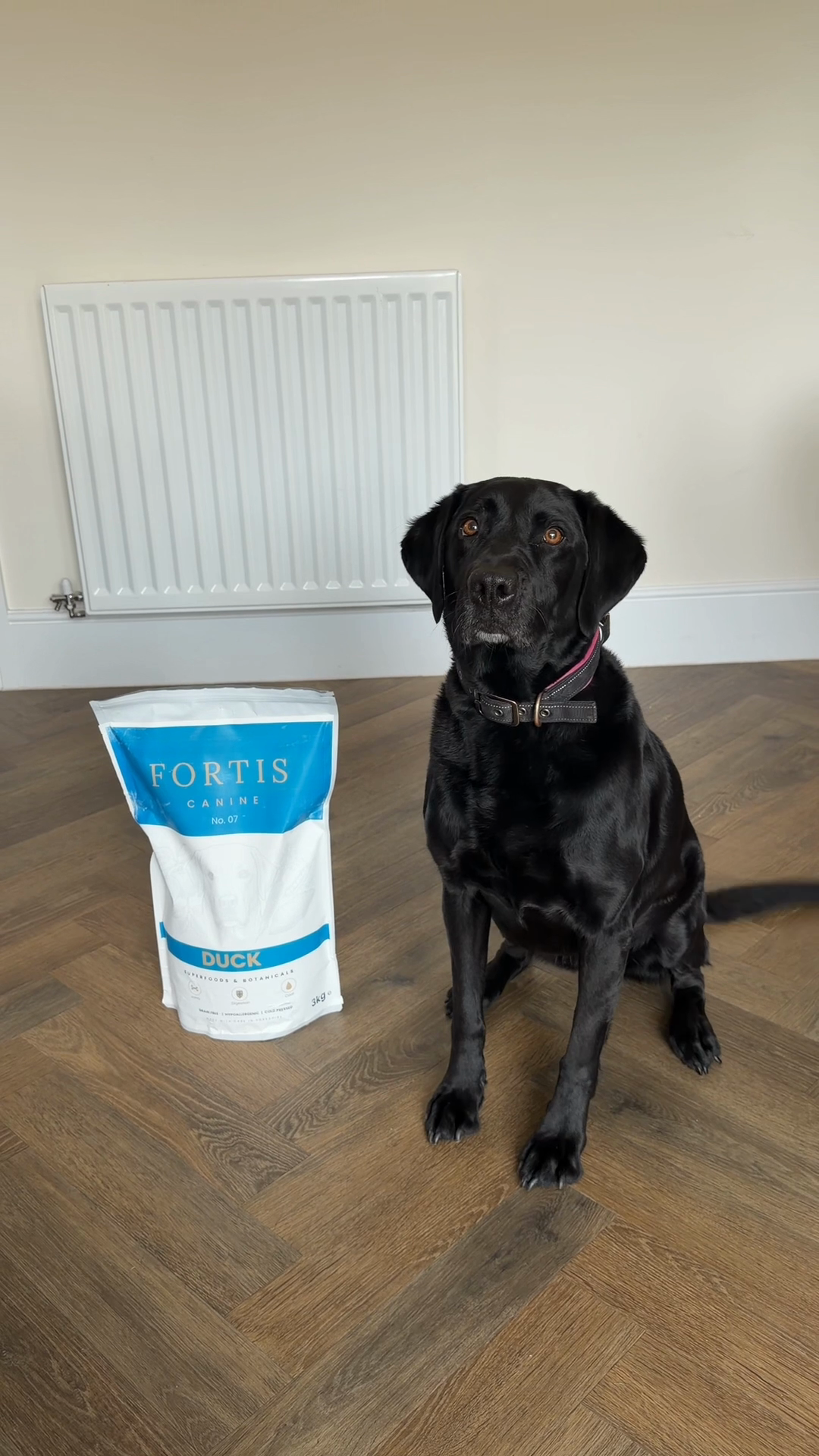 Clio, black Labrador, with Fortis Duck cold-pressed food