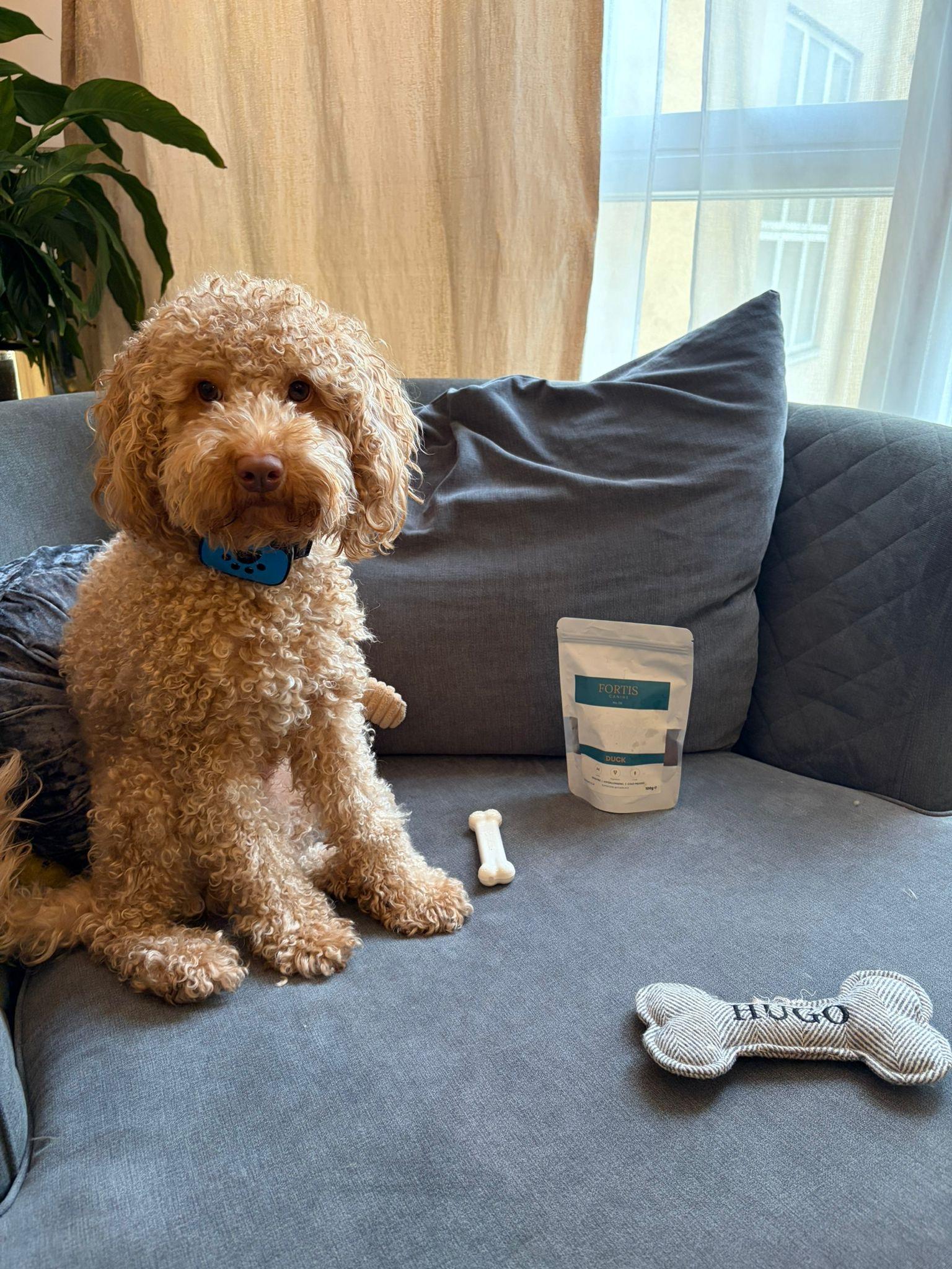 Hugo, cockapoo, relaxing with Fortis cold-pressed food