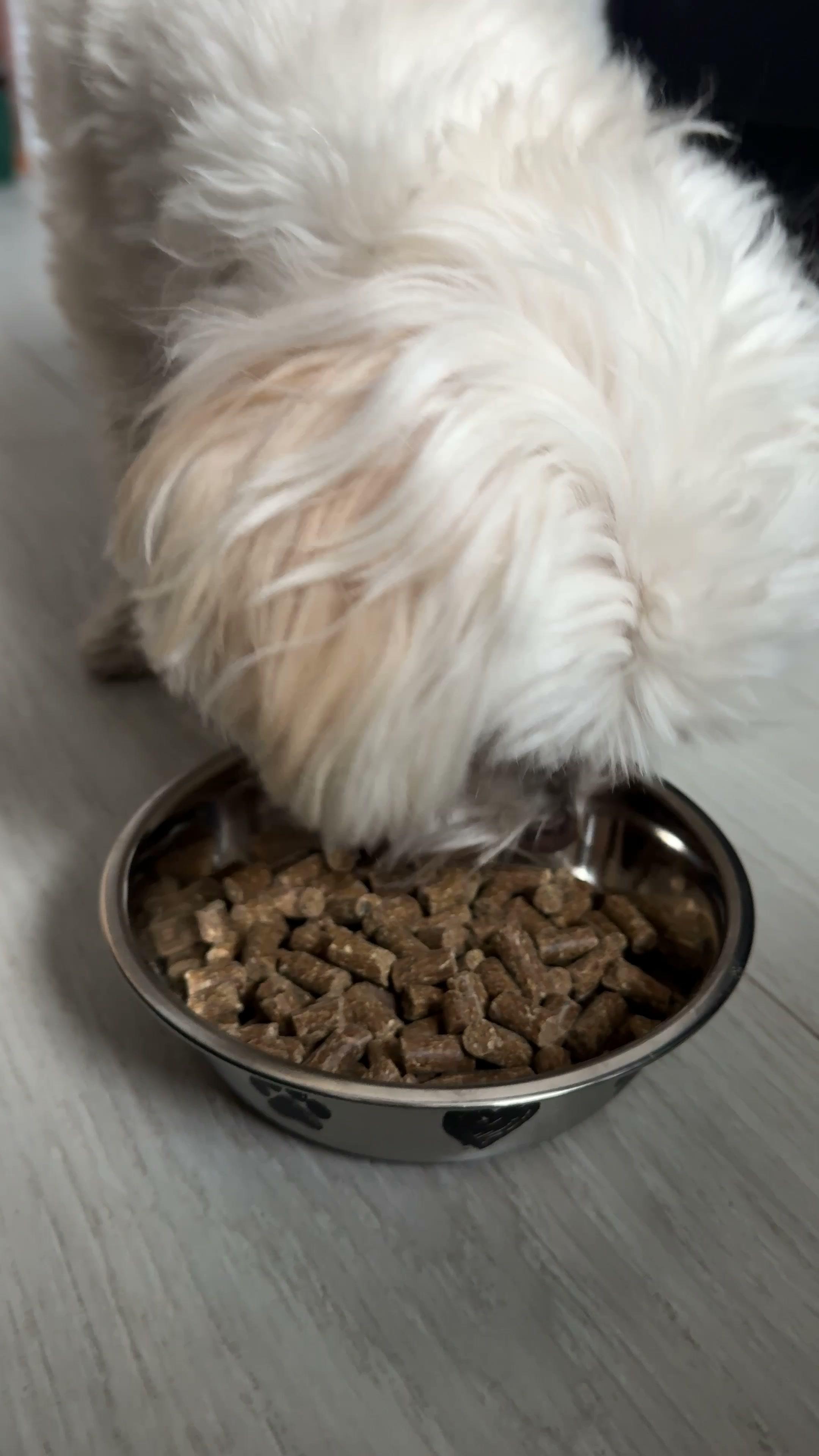 Olive enjoying Fortis cold-pressed chicken