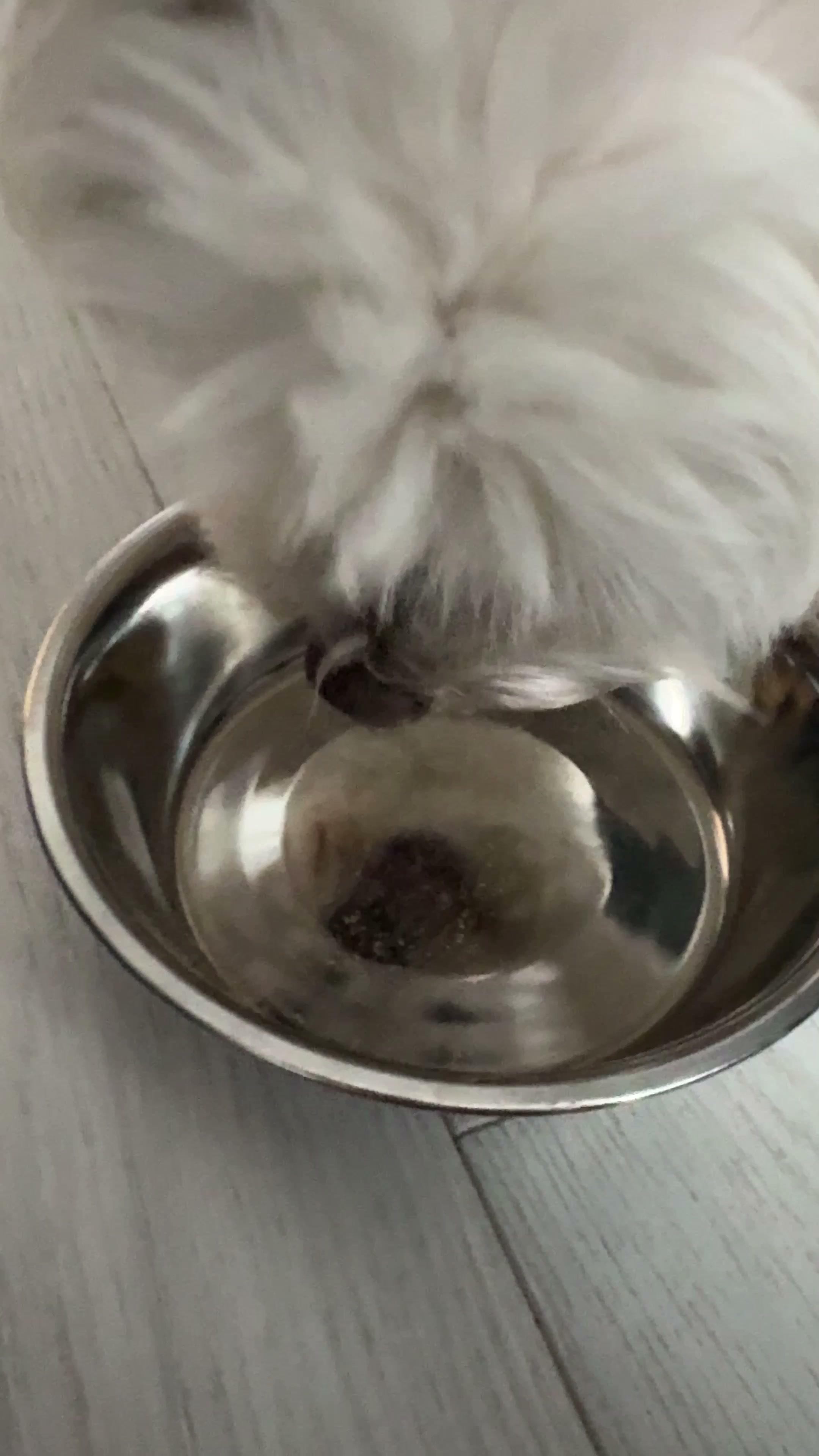 Olive with Fortis cold-pressed chicken