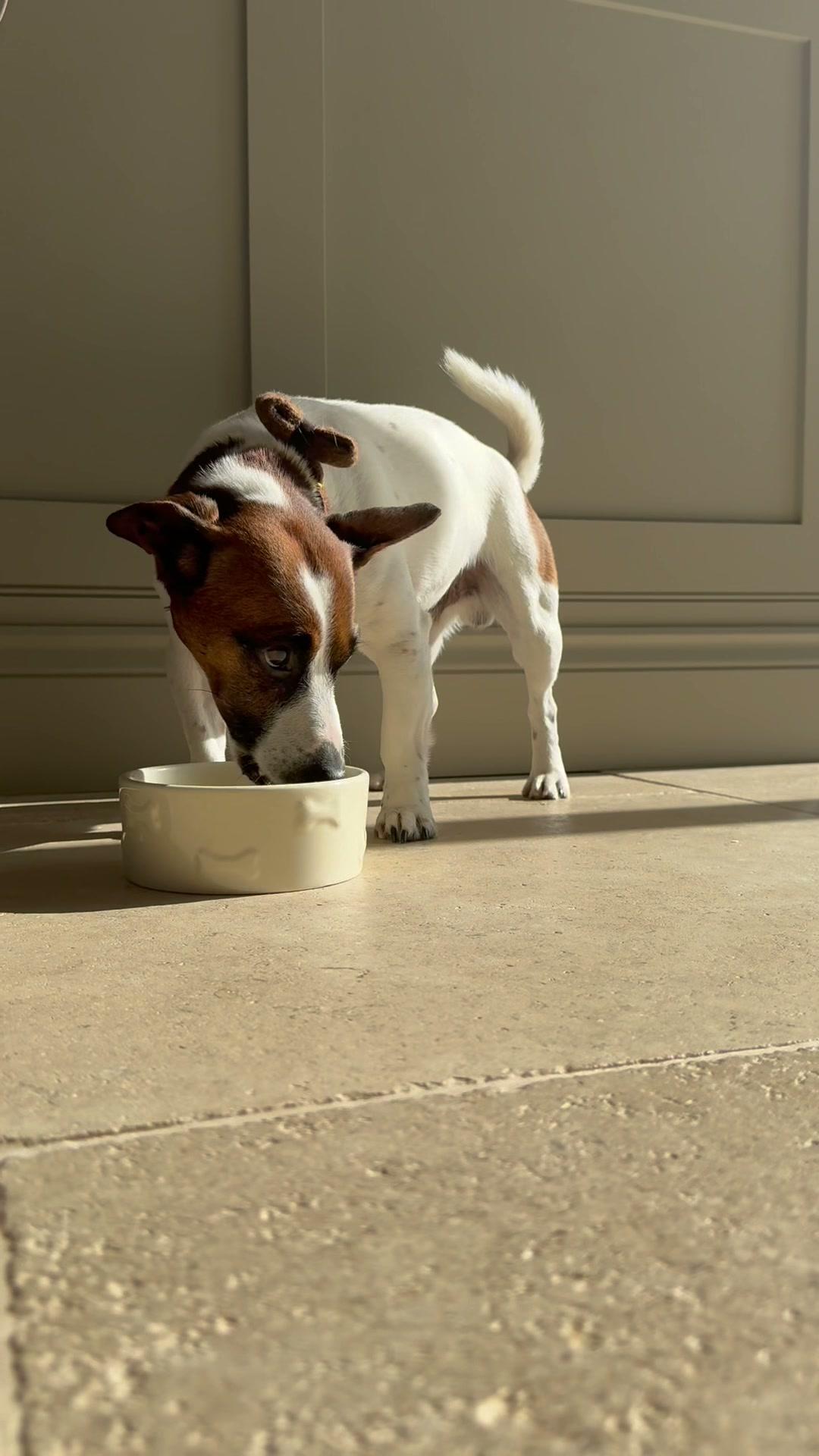 Barney eating Fortis cold-pressed fish