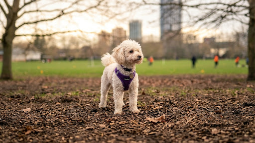 Attentive spaniel looking directly at camera